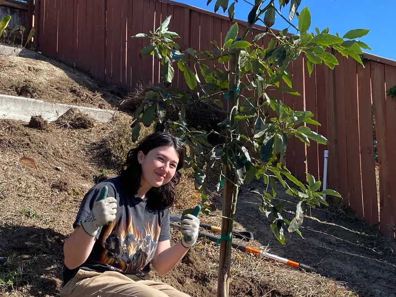 Fuerte Avocado