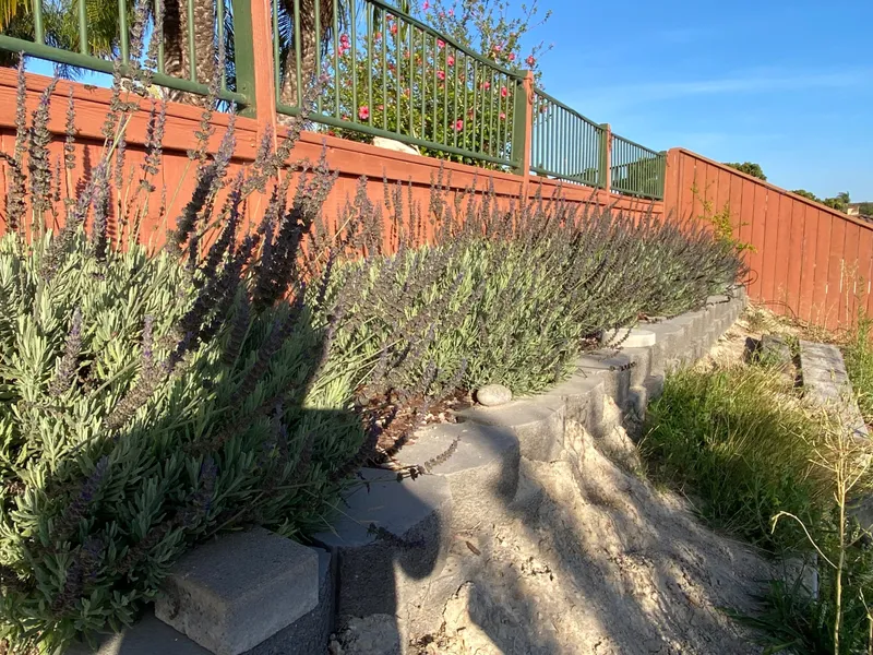 French Lavender 